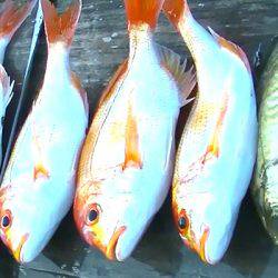 焼津沖　レンコダイ、アカイサキなど